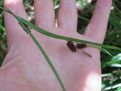 Carex dipsacea
