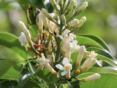 Melodinus suaveolens
