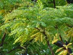Amblygonocarpus andongensis