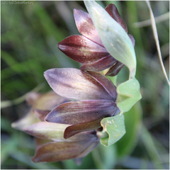 Fritillaria biflora