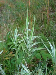 Phalaris arundinacea picta