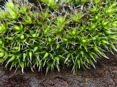 Grimmia laevigata image