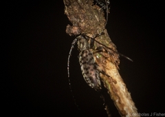 Stenellipsis pantherina