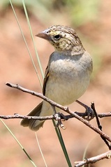 Euplectes albonotatus