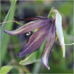 Fritillaria biflora
