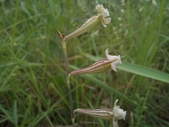 Silene burchellii