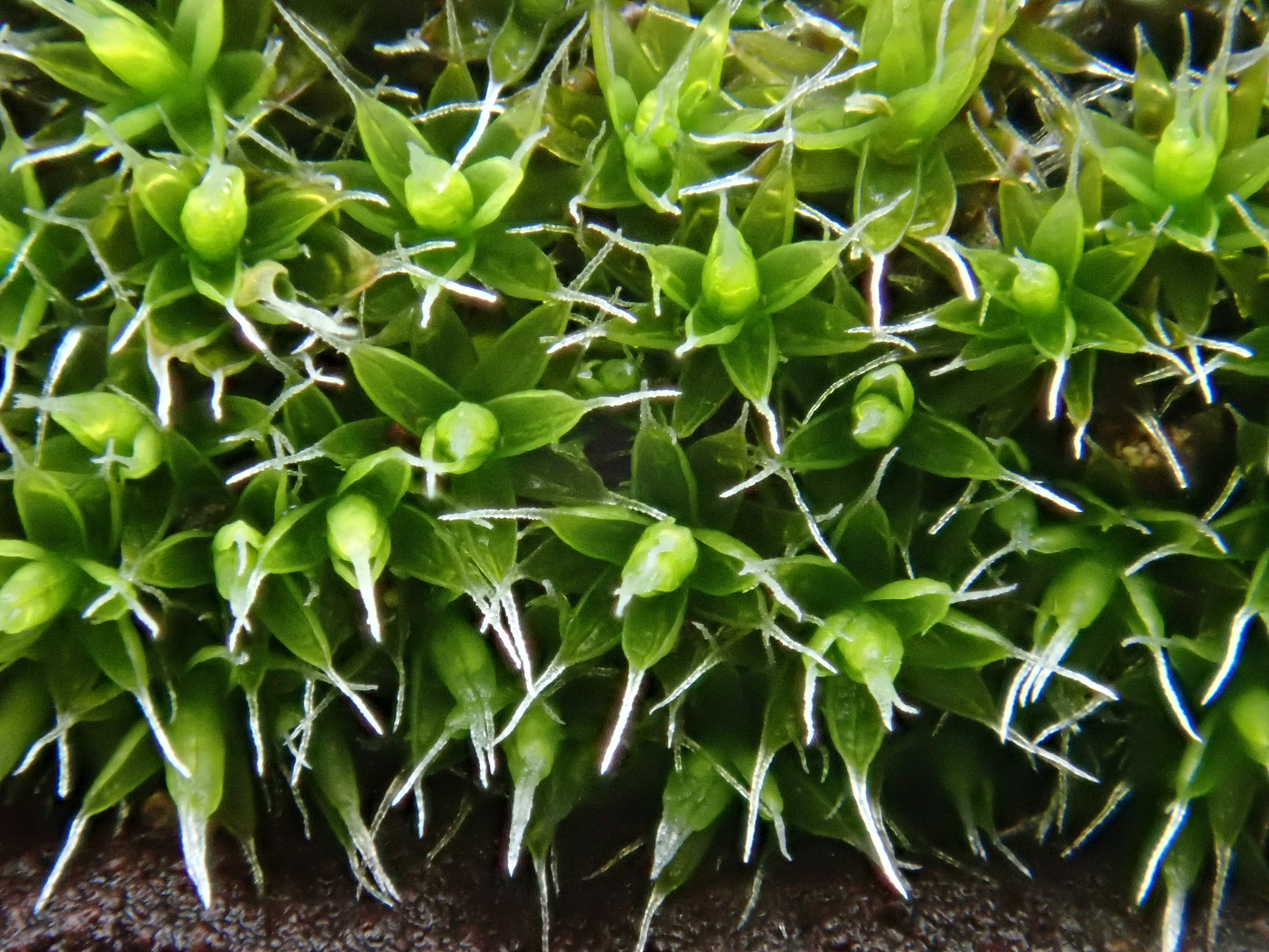 Grimmia laevigata