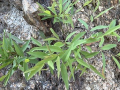 Wikstroemia indica