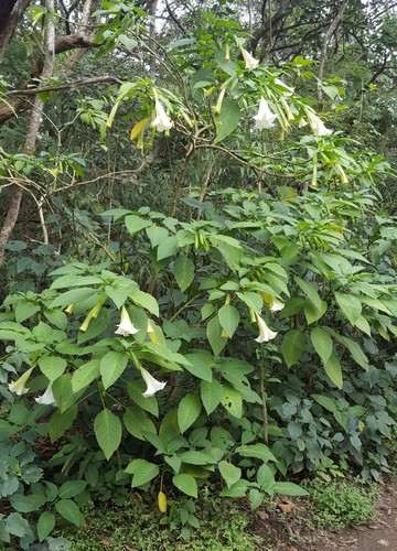 Brugmansia suaveolens