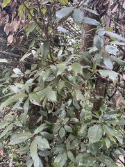Acer davidii