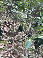 Bambusicola thoracicus