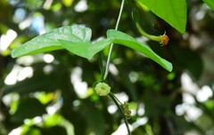 Trichosanthes pilosa