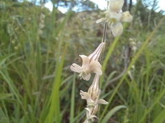 Silene burchellii