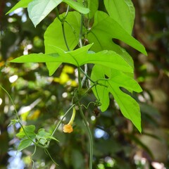 Trichosanthes pilosa