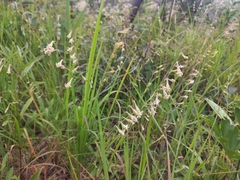 Silene burchellii
