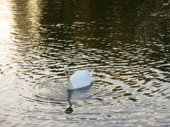 Cygnus olor