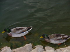 Anas platyrhynchos