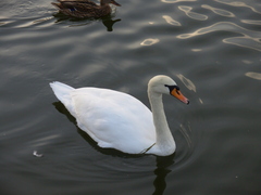 Cygnus olor