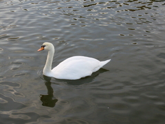 Cygnus olor