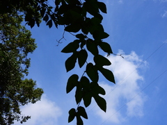 Trichosanthes pilosa