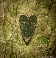 Copromorpha lichenitis