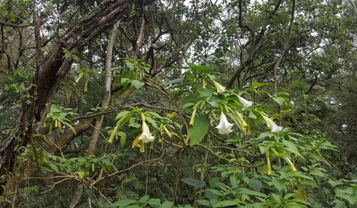 Brugmansia suaveolens