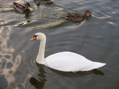 Cygnus olor