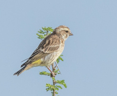 Crithagra reichenowi