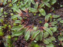 Riccia nigrella