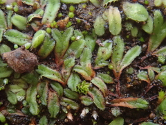 Riccia nigrella
