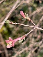 Caprifoliaceae