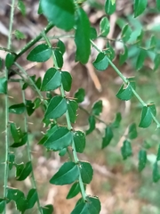 Zanthoxylum scandens