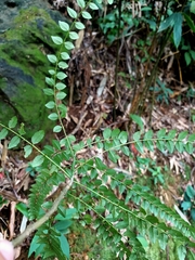 Zanthoxylum scandens