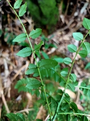 Zanthoxylum scandens