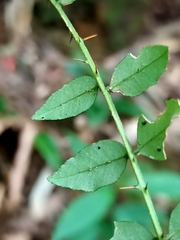 Zanthoxylum scandens