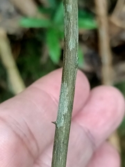 Zanthoxylum scandens