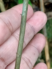 Zanthoxylum scandens