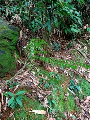 Zanthoxylum scandens