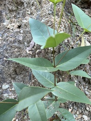 Eucalyptus acmenoides