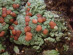 Baeomycetales