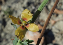 Glaucium corniculatum