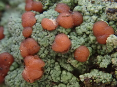 Baeomycetales