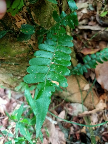 Arthropteris palisotii iNat (2)