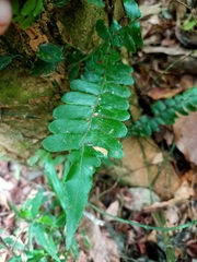 Arthropteris palisotii