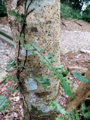 Arthropteris palisotii
