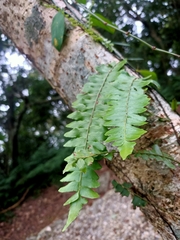 Arthropteris palisotii