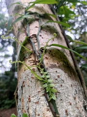 Arthropteris palisotii