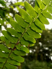 Arthropteris palisotii