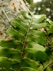 Arthropteris palisotii