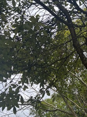 Acer davidii